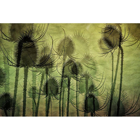 Wild Teasel Black Modern Wood Framed Art Print with Double Matting by Talen, Nel