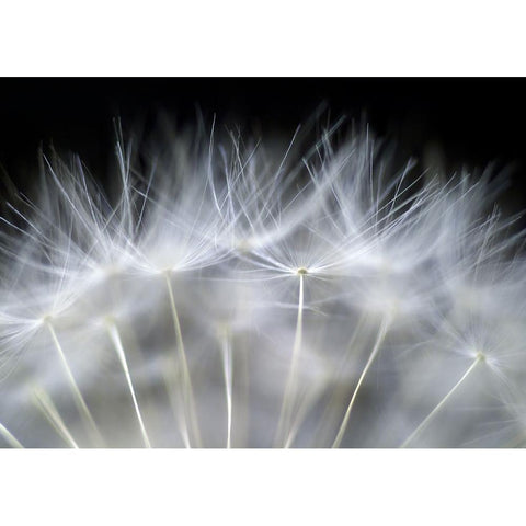 Blow It Black Modern Wood Framed Art Print by Fallberg, Peter