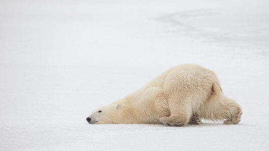 Image Only