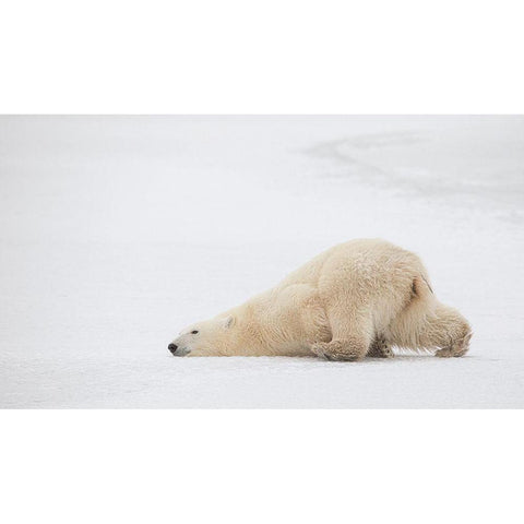 Sliding Bear White Modern Wood Framed Art Print by Catta, Alessandro