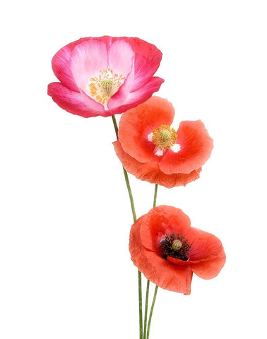 Colourful Poppies White Modern Wood Framed Art Print with Double Matting by Gronkjar, Lotte