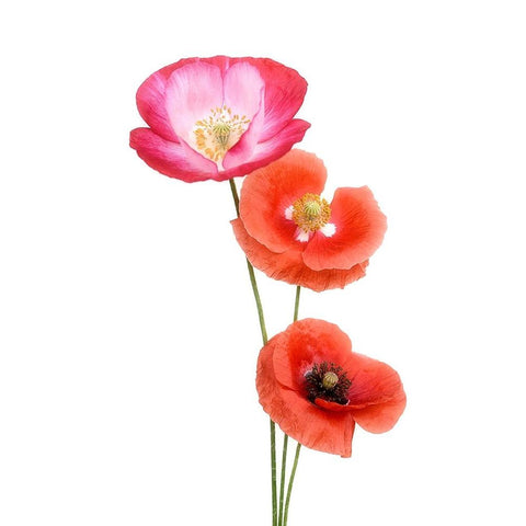 Colourful Poppies White Modern Wood Framed Art Print by Gronkjar, Lotte