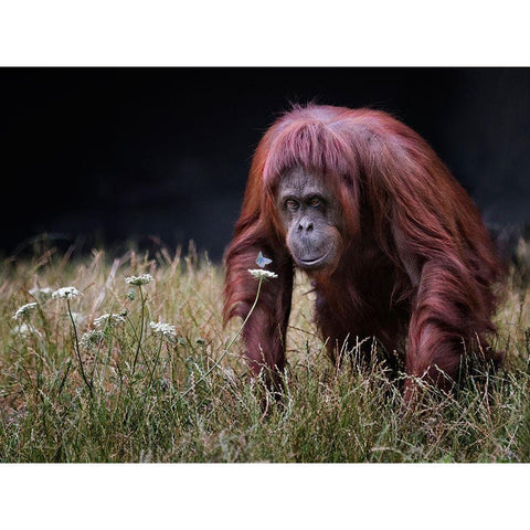 Orang-Utan With Butterfly. Black Modern Wood Framed Art Print with Double Matting by Wilkinson, Hugh