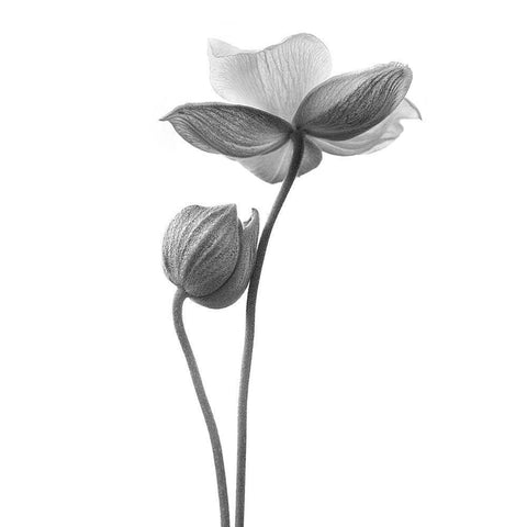 A Little Touch - Monochrome Black Ornate Wood Framed Art Print with Double Matting by Gronkjar, Lotte