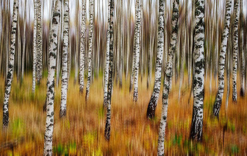 3D Birches White Modern Wood Framed Art Print with Double Matting by Soderman, Par