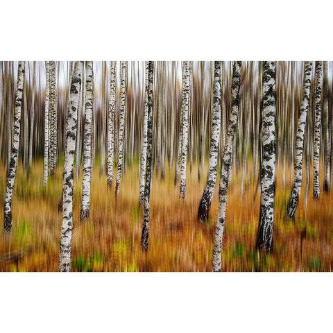 3D Birches White Modern Wood Framed Art Print by Soderman, Par