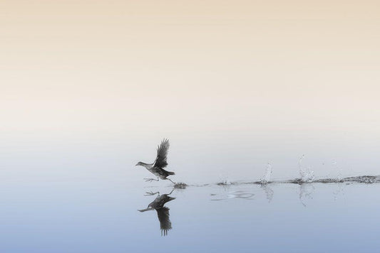 Image Only