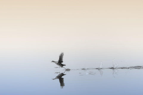 Untitled White Modern Wood Framed Art Print with Double Matting by Or, Keren