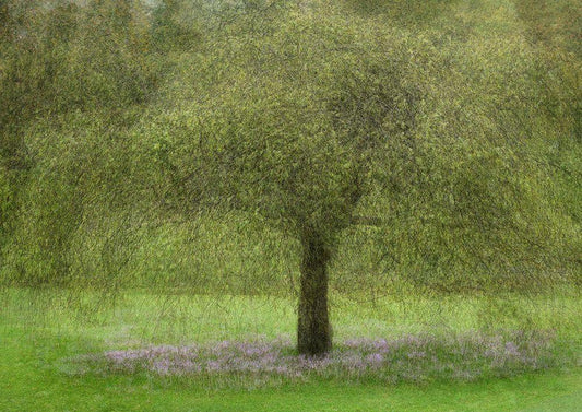 Image Only