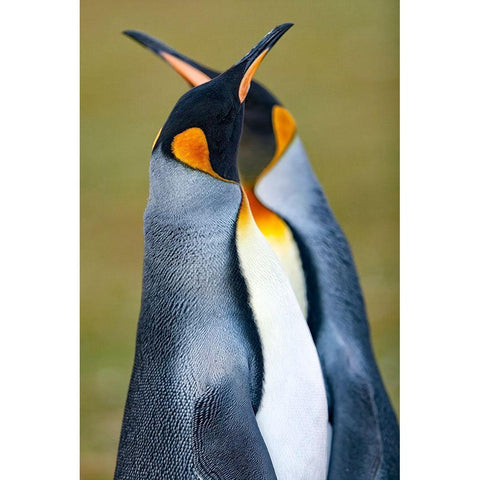 King Penguin Black Modern Wood Framed Art Print with Double Matting by Gil Raga, Joan