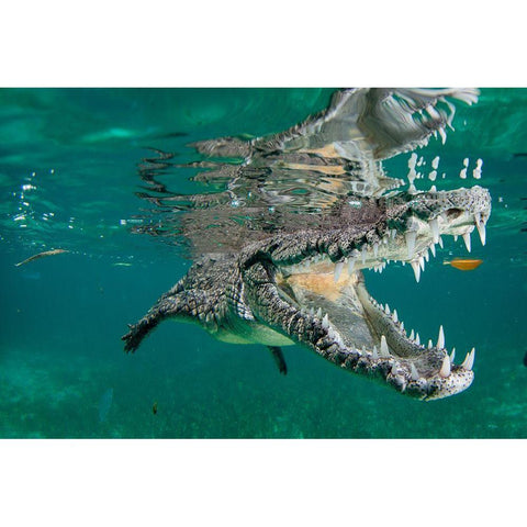 Nino The Croc Black Modern Wood Framed Art Print by Sherry, Quincy