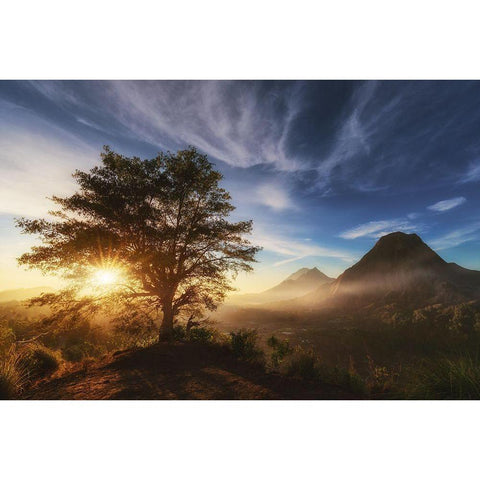 Pinggan Tree. Gold Ornate Wood Framed Art Print with Double Matting by Pablo De, Juan