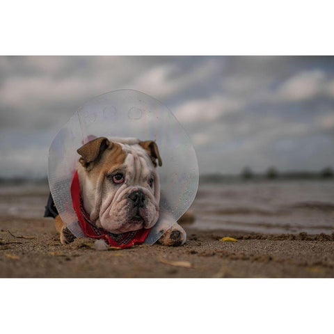 The Vet Gave Me This Collar...And I Am Not Happy With It! White Modern Wood Framed Art Print by Van Den, Gert