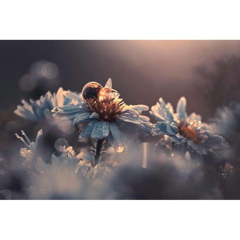 Riding Zone White Modern Wood Framed Art Print by Bravin, Fabien