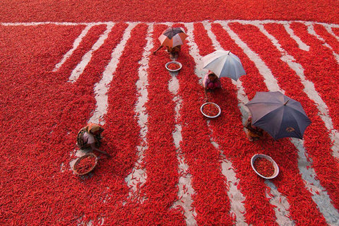 Red Chilies Pickers White Modern Wood Framed Art Print with Double Matting by Khan Ronnie, Azim