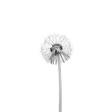 Dandelion White Modern Wood Framed Art Print by Gronkjar, Lotte