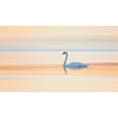 Swan White Modern Wood Framed Art Print by Londal, Leif