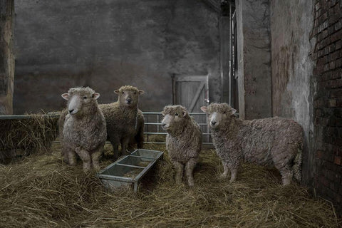 The Residents White Modern Wood Framed Art Print with Double Matting by Van Den, Gert