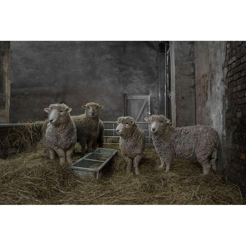 The Residents White Modern Wood Framed Art Print by Van Den, Gert