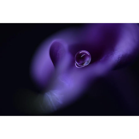 Kalas Pearl Gold Ornate Wood Framed Art Print with Double Matting by Westum, Heidi