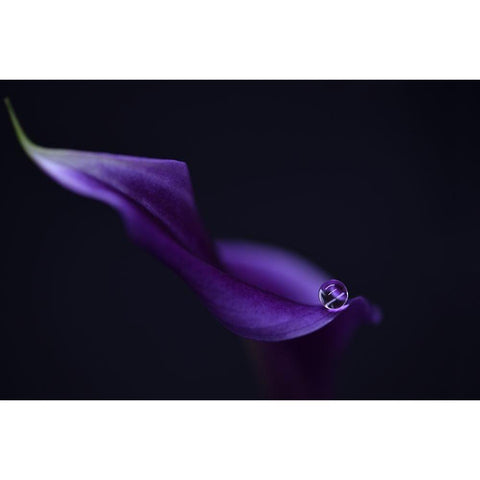 Kala`S Pearl Lll Black Modern Wood Framed Art Print by Westum, Heidi