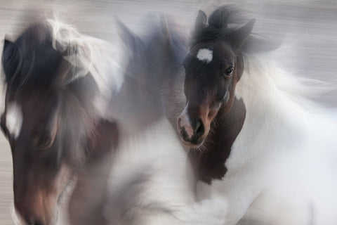 Runaway Horse White Modern Wood Framed Art Print with Double Matting by Benezech, Martine