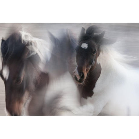 Runaway Horse Black Modern Wood Framed Art Print with Double Matting by Benezech, Martine