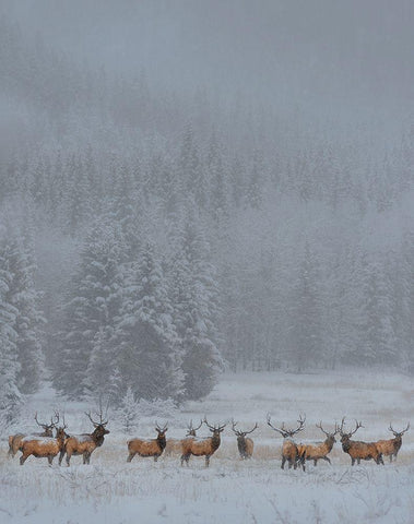 Standing In Storm White Modern Wood Framed Art Print with Double Matting by Wang, Yun