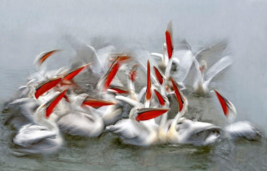 Image Only