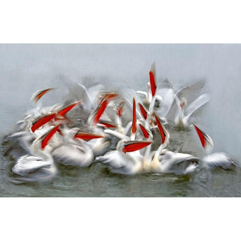 Pelicans In Motion Blur Black Modern Wood Framed Art Print by Ortega, Xavier