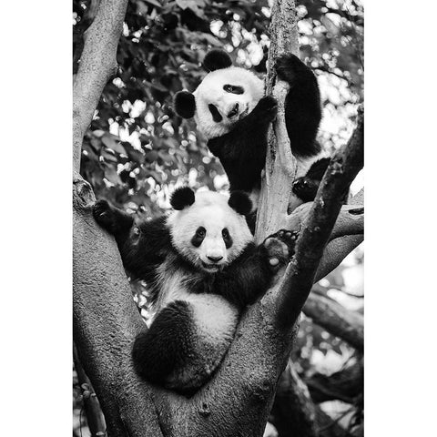 Panda World 1 Black Modern Wood Framed Art Print by Chengzhou, Zhou