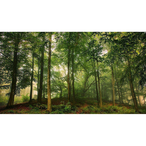 Welcome In The Forest. Black Modern Wood Framed Art Print with Double Matting by Londal, Leif