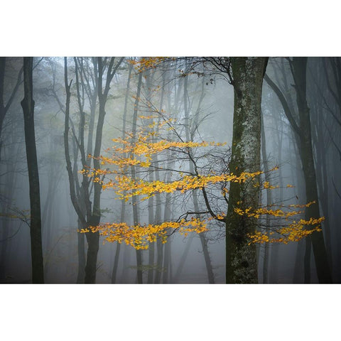 Beech Forest In Autumn Black Modern Wood Framed Art Print with Double Matting by Zocchi, Alessandro