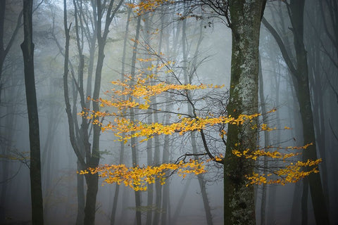 Beech Forest In Autumn Black Ornate Wood Framed Art Print with Double Matting by Zocchi, Alessandro