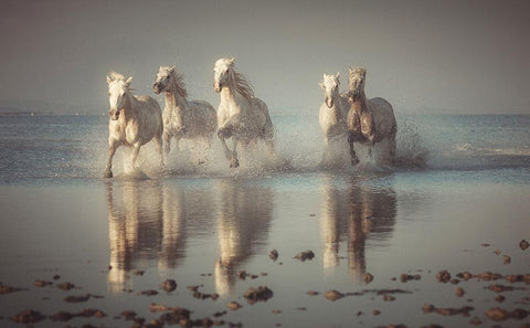 Camargue Horses White Modern Wood Framed Art Print with Double Matting by Anton, Rostovskiy