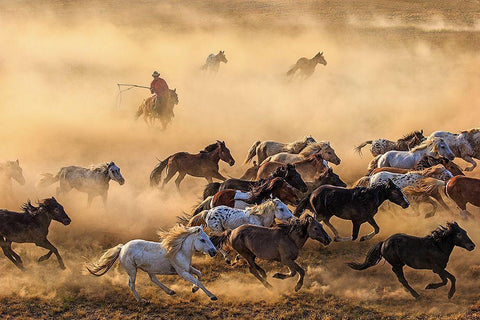 Horse Run White Modern Wood Framed Art Print with Double Matting by Wong, Adam