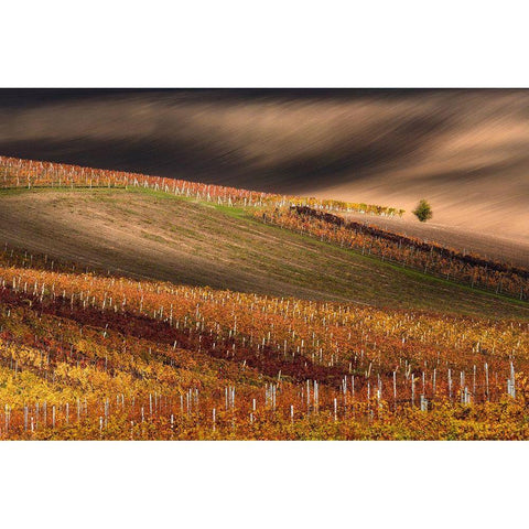 Line And Vine Black Modern Wood Framed Art Print with Double Matting by Sokolovsky, Vlad