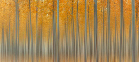 Autumn Delight White Modern Wood Framed Art Print with Double Matting by Jacobs, Lydia