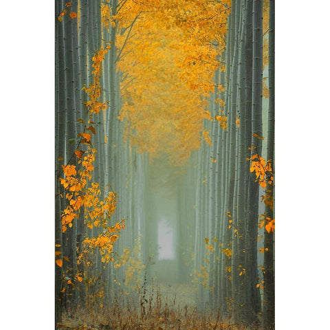 Misty Autumn Path Black Modern Wood Framed Art Print with Double Matting by Jacobs, Lydia