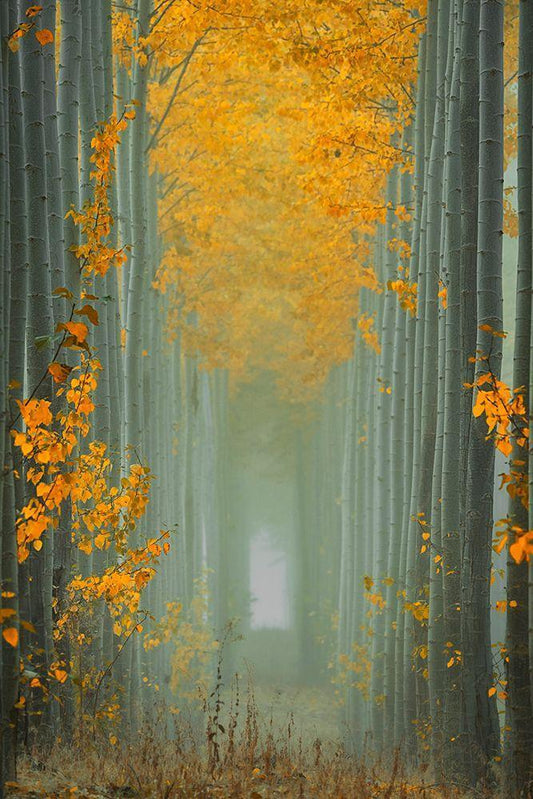 Image Only
