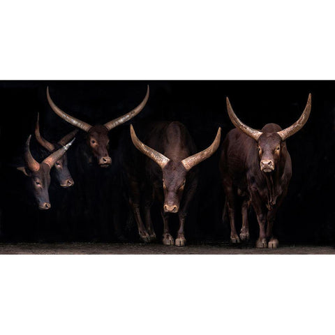 Watusi Family Black Modern Wood Framed Art Print with Double Matting by Ortega, Xavier