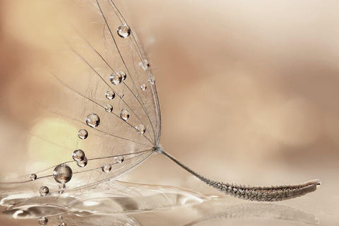 Prestige Black Ornate Wood Framed Art Print with Double Matting by Barbieri, Rina