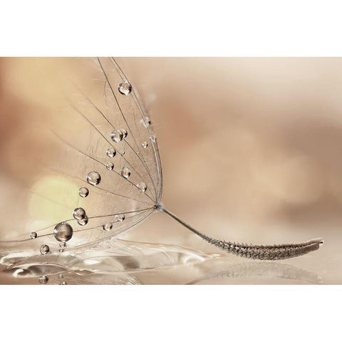 Prestige Black Modern Wood Framed Art Print by Barbieri, Rina