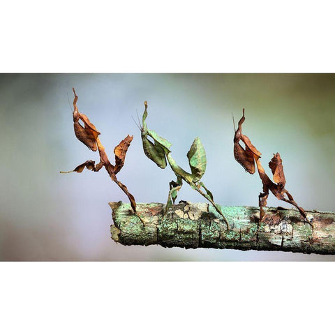 Into The Void Gold Ornate Wood Framed Art Print with Double Matting by Hoffman, Jimmy