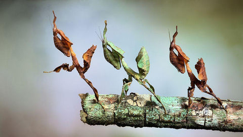 Into The Void Black Ornate Wood Framed Art Print with Double Matting by Hoffman, Jimmy