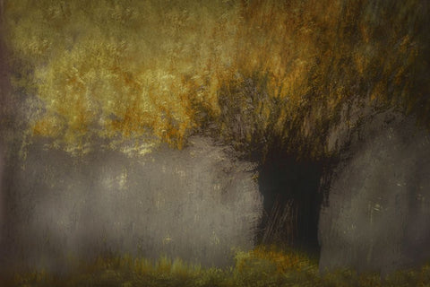 Pollard Willow White Modern Wood Framed Art Print with Double Matting by Talen, Nel