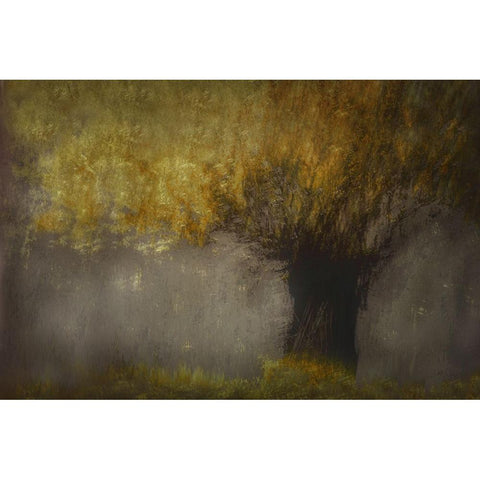 Pollard Willow White Modern Wood Framed Art Print by Talen, Nel