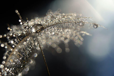 Reflection Explotion White Modern Wood Framed Art Print with Double Matting by Westum, Heidi