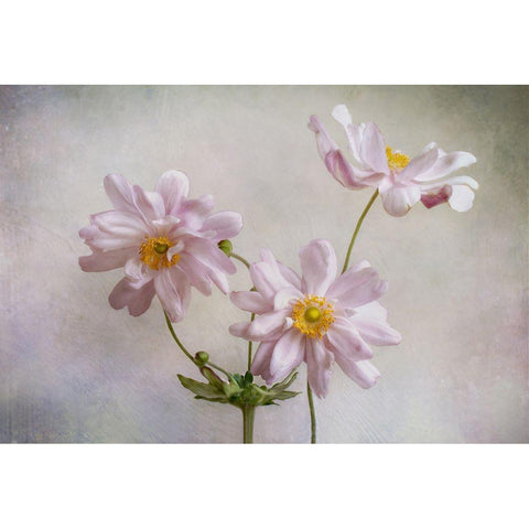 Anemones White Modern Wood Framed Art Print by Disher, Mandy