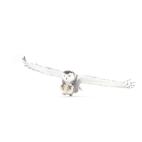 Snowy Owl Coming In For The Kill White Modern Wood Framed Art Print by Cumming, Jim